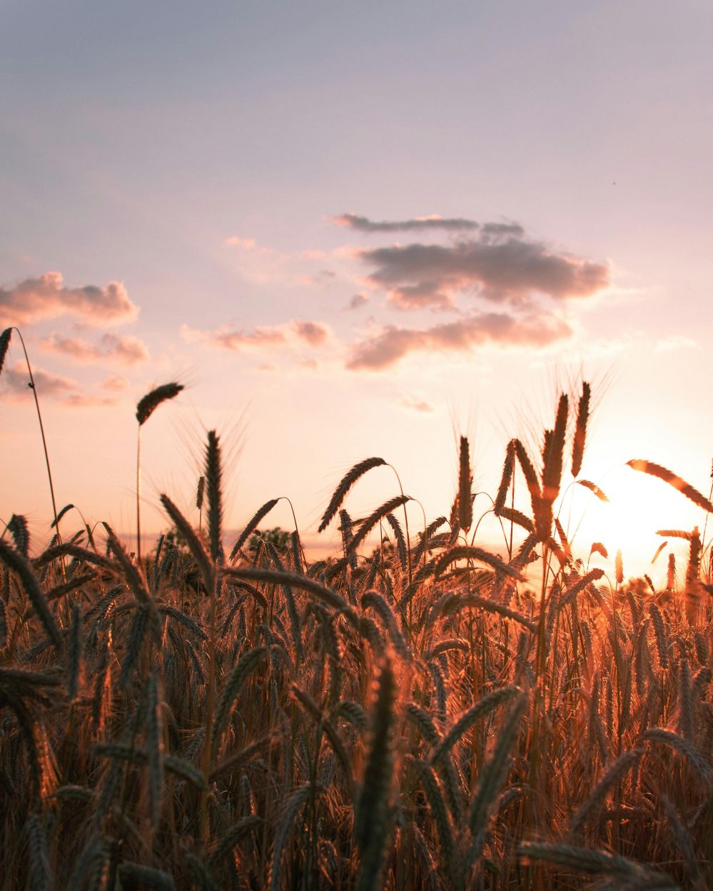 Harvesting Tomorrow: The Untold Journey of Rice Machinery Amidst Tradition and Innovation