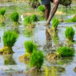 Advanced Paddy Processing Machines: An In-Depth Analysis of Performance Metrics, Specifications, and Comparative Efficiency for Optimal Rice Production