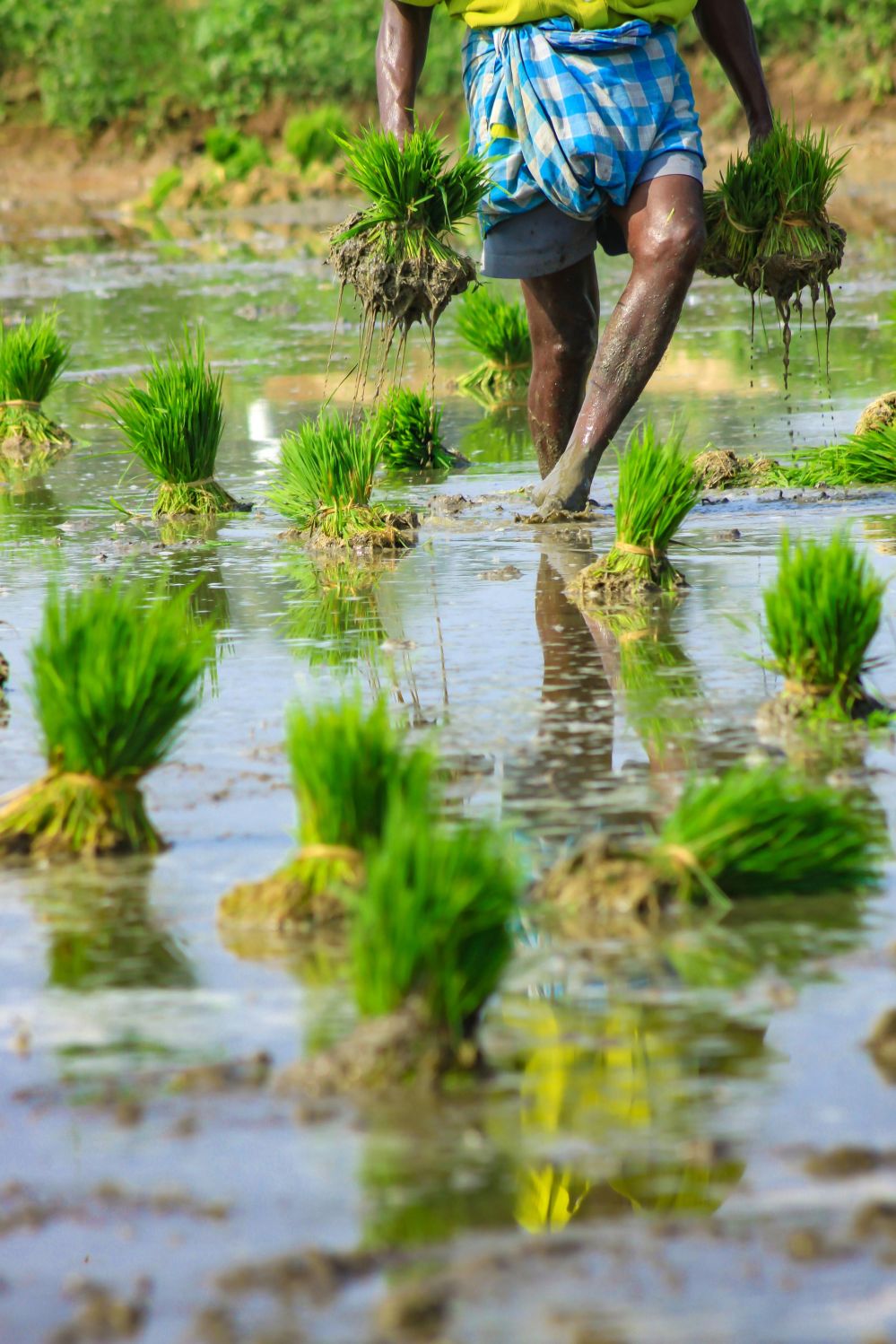 Advanced Paddy Processing Machines: An In-Depth Analysis of Performance Metrics, Specifications, and Comparative Efficiency for Optimal Rice Production