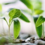 From Seed to Sustenance: The Journey of Rice Machinery Through Fields of Change