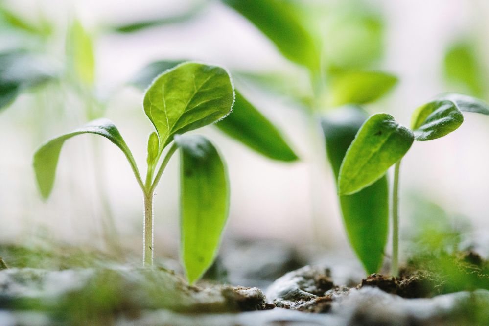 From Seed to Sustenance: The Journey of Rice Machinery Through Fields of Change