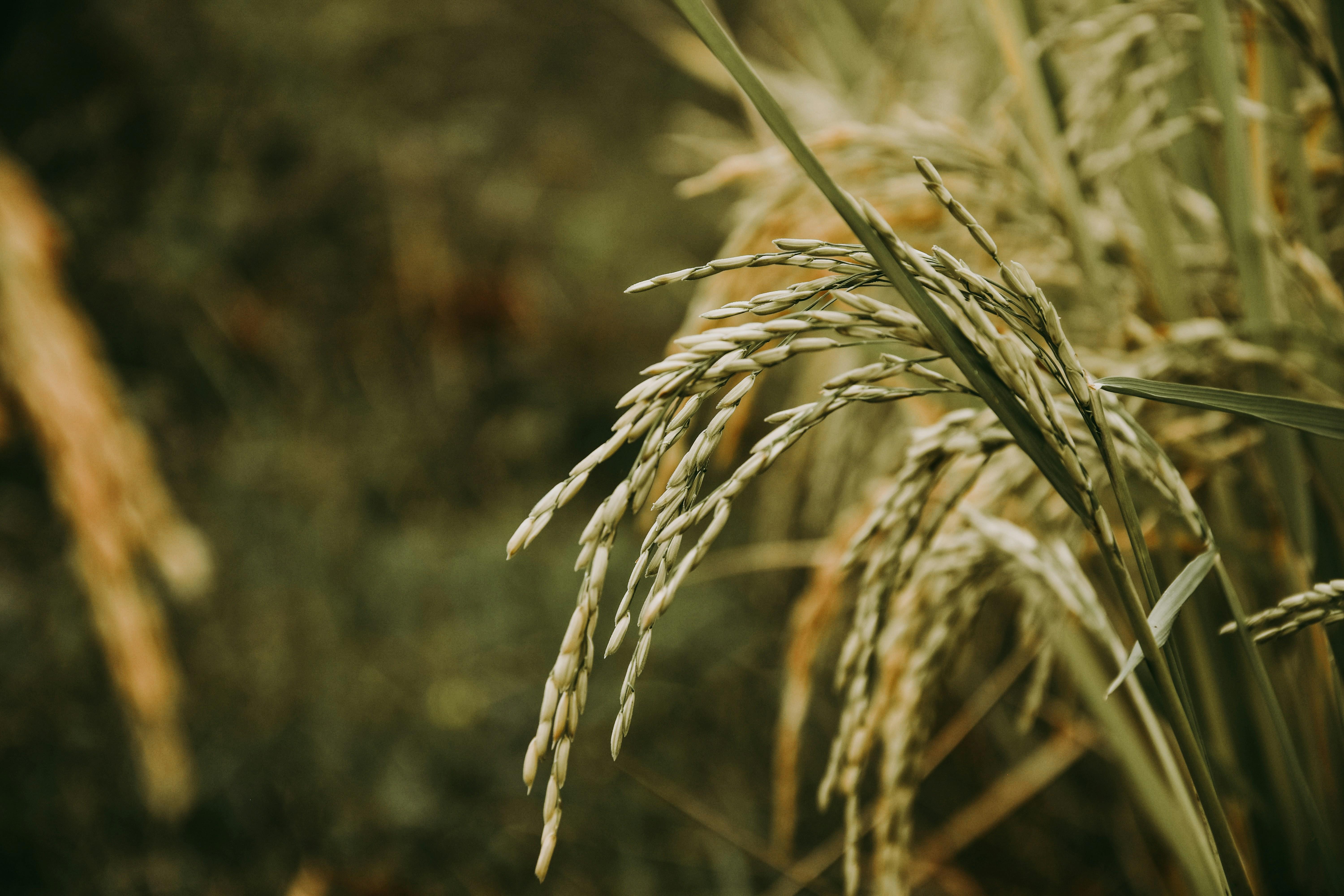 Exploring the Essential⁤ Role ‍of Rice ⁤Mills in the Global ‍Food Supply Chain