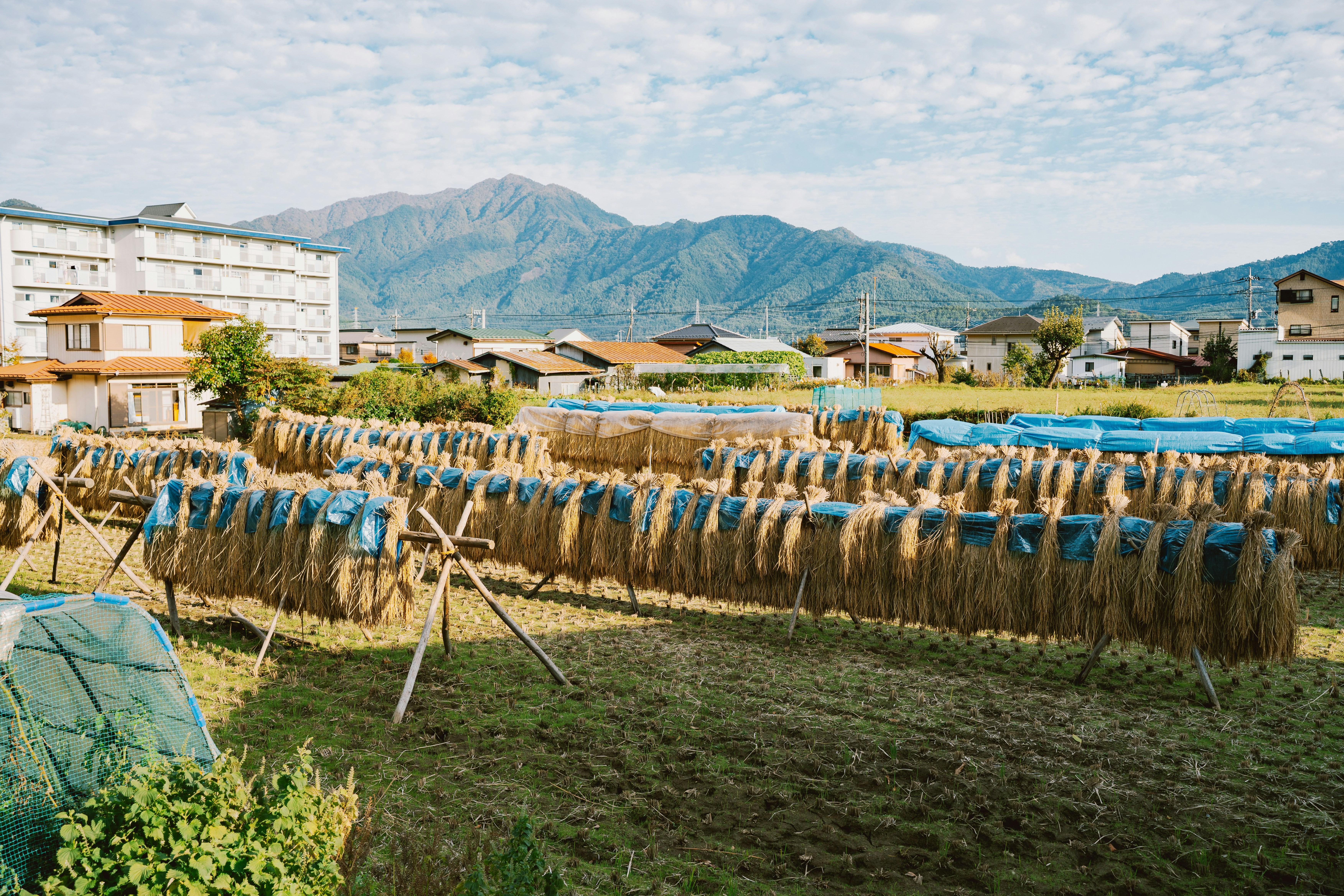 From Grain to Gold: The Transformative Journey of the Mini Rice Polisher in Our Kitchen 1 Cultivating Tradition: The Inception of Mini Rice Polishers in Our Homes