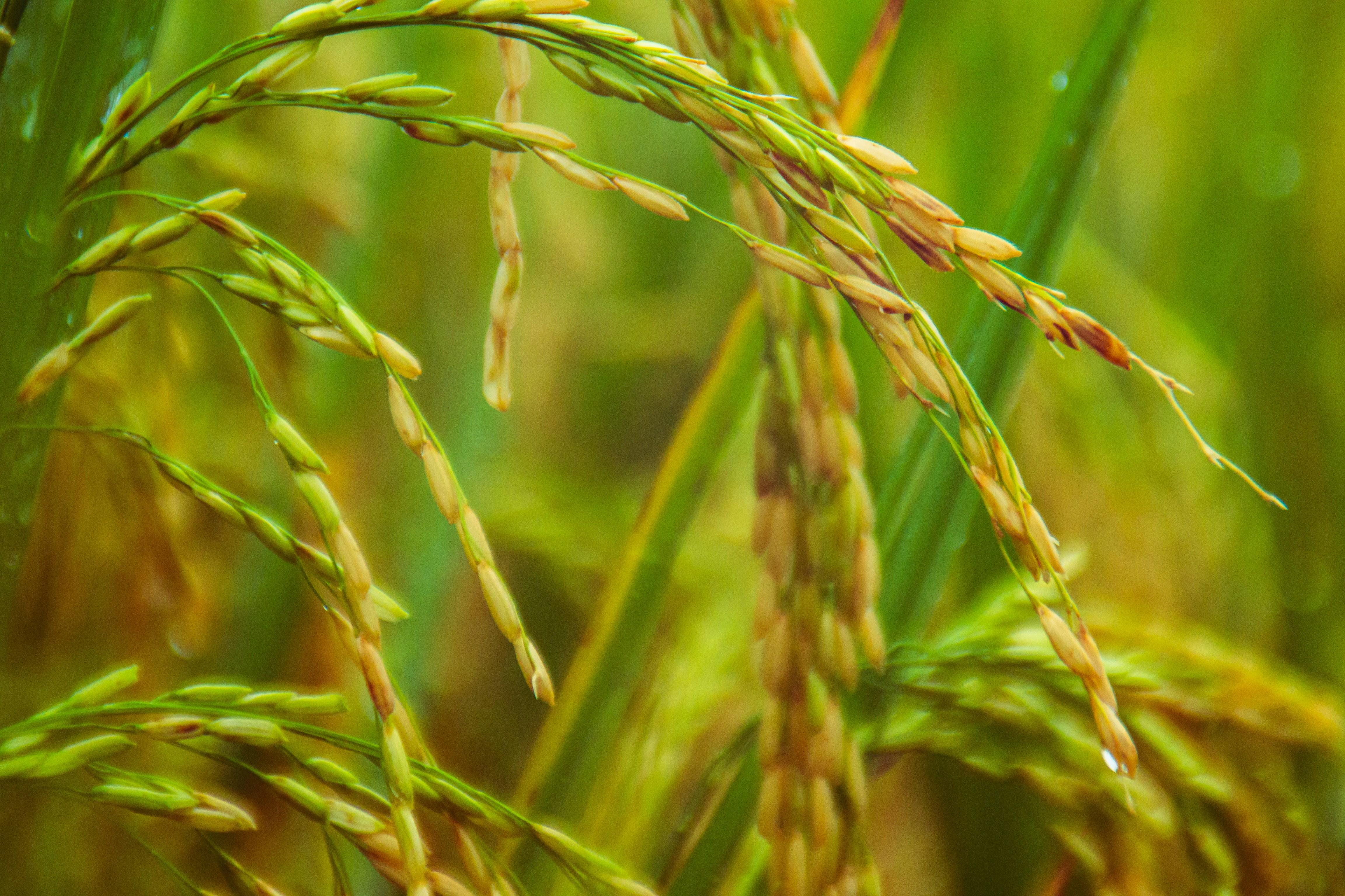 Beyond the Grain: How Innovative Rice Processing Machines Transform Agriculture and Challenge Traditional Practices 1 Revolutionizing Rice: Evaluating the benefits and Unintended Consequences of Modern Processing Technologies