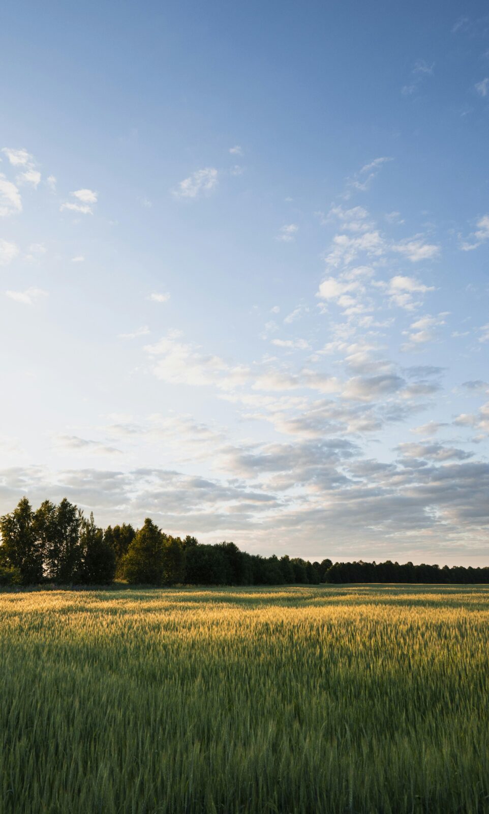 From Rough to Refined: The Journey of Jet Rice Polishers and the Transformative Power of Precision in Farming 2 From Field to Finish: Navigating the Challenges of Precision Agriculture