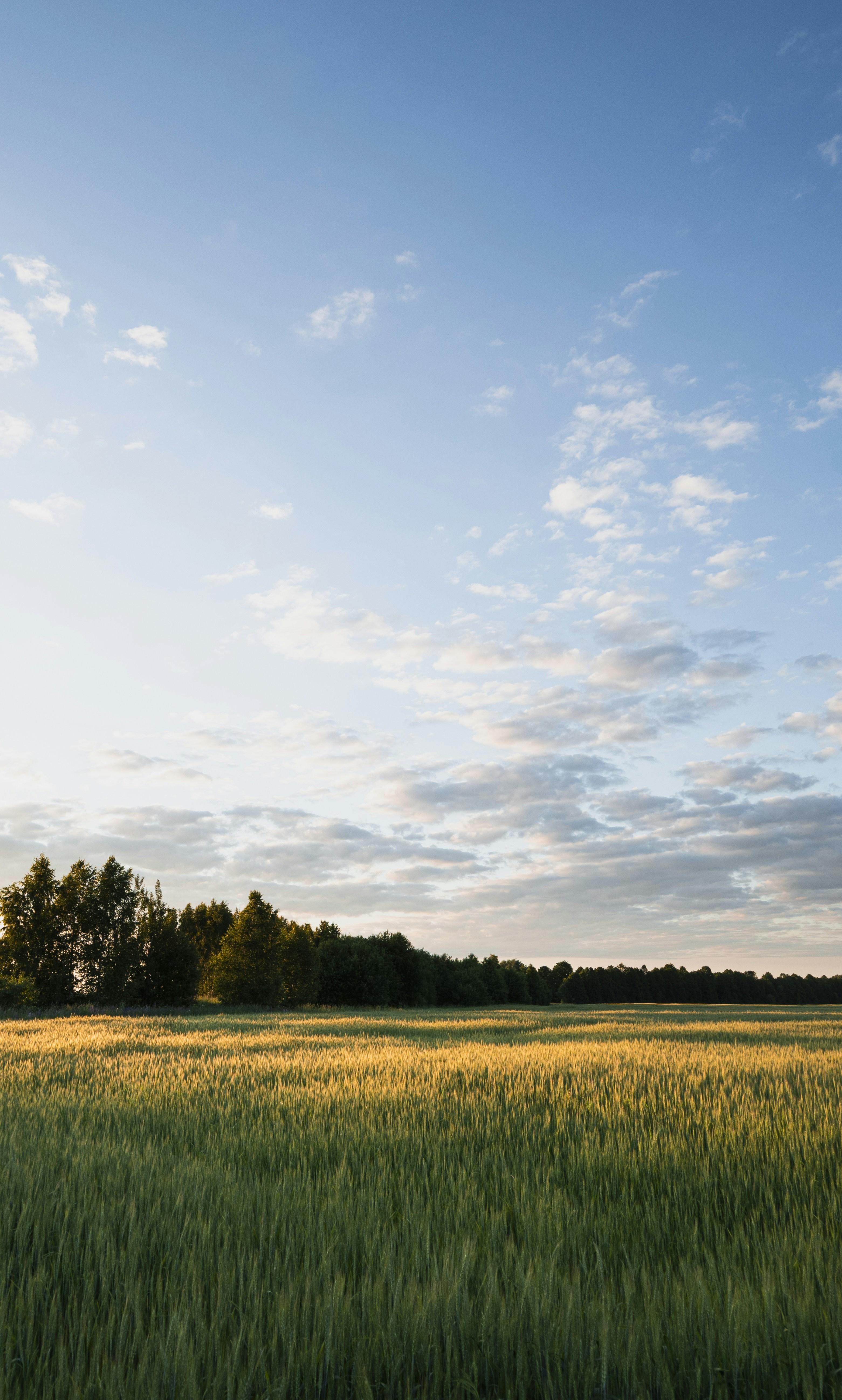 From Rough to Refined: The Journey of Jet Rice Polishers and the Transformative Power of Precision in Farming 2 From Field to Finish: Navigating the Challenges of Precision Agriculture