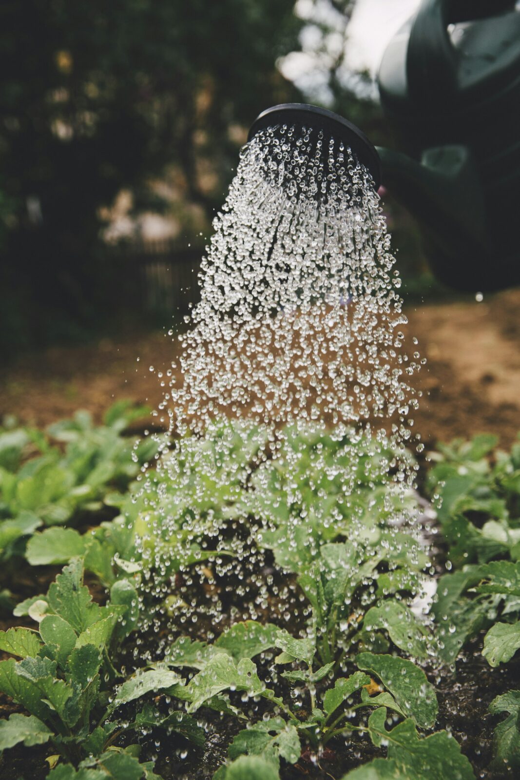 From Grain to Shine: The Journey of the Mini Rice Polisher and the Farmers Who Depend on It 1 Cultivating Resilience: The Farmers Behind the Transformation of Raw Rice