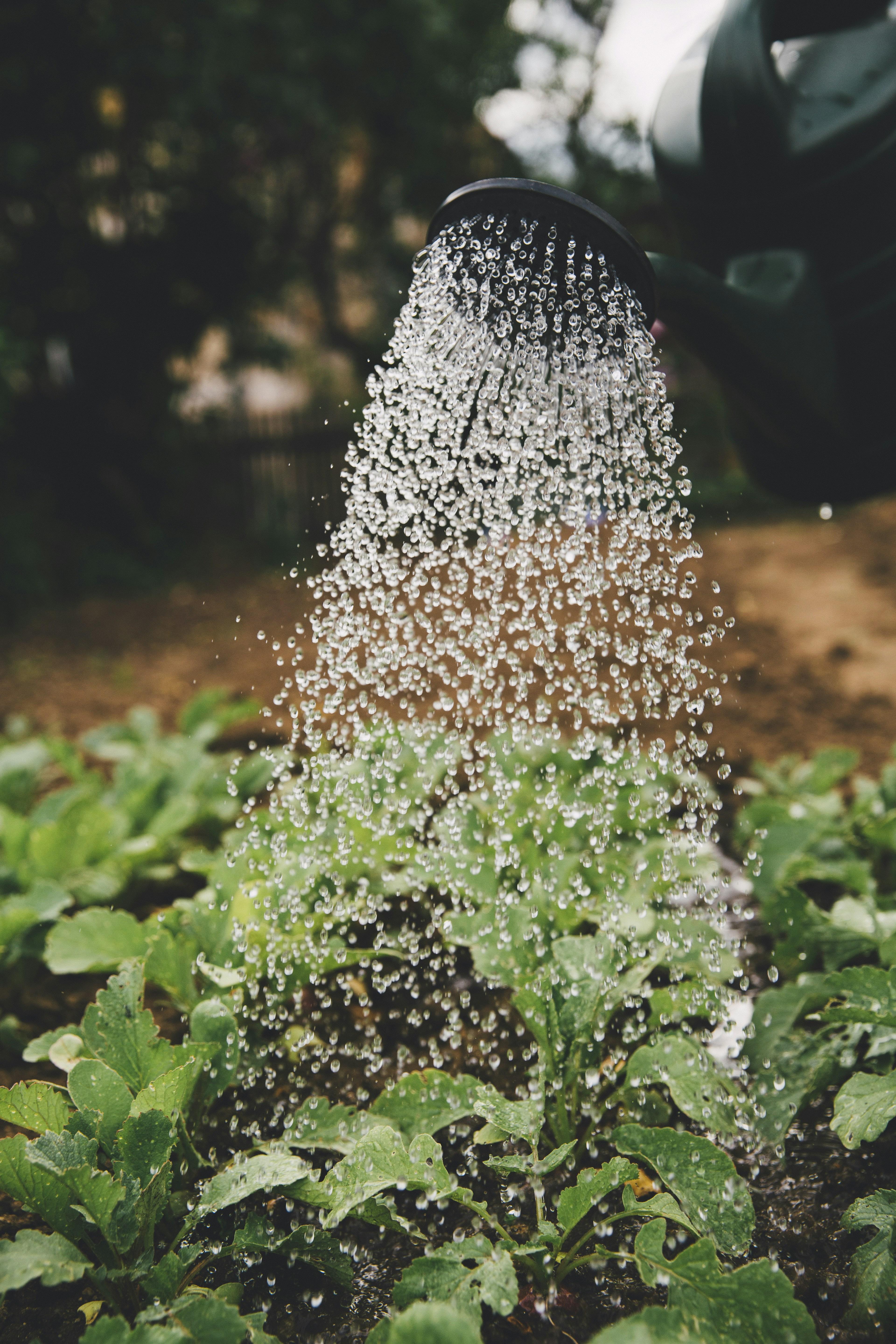 From Grain to Shine: The Journey of the Mini Rice Polisher and the Farmers Who Depend on It 1 Cultivating Resilience: The Farmers Behind the Transformation of Raw Rice