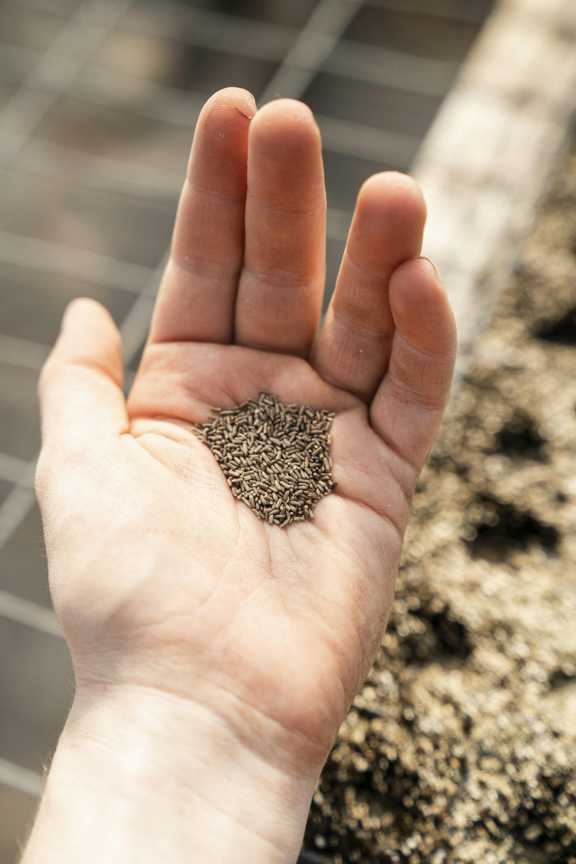 sowing Innovation: How Machinery Redefines ‍Tradition in ‌Rice Cultivation