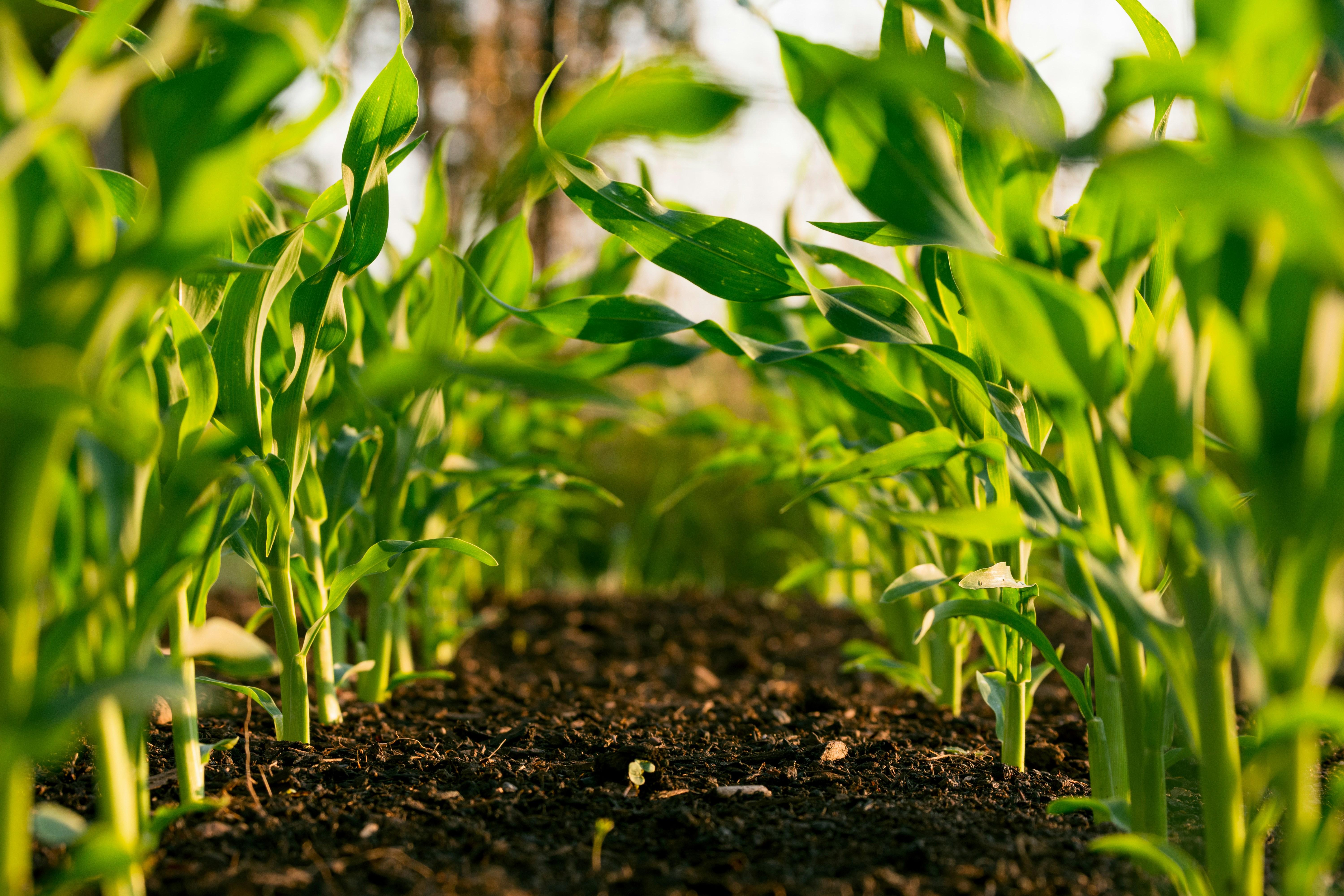 Beyond Grains: How Innovative Rice Processing Plants Are Redefining Sustainability and Profitability in Agriculture 1 Revolutionizing agriculture: The Untold Costs and Benefits of Advanced Rice Processing Technologies