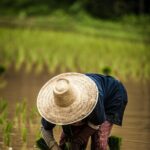 Revolutionizing Rice Processing: How Advanced Equipment Can Transform Quality and Profitability in an Overlooked Industry