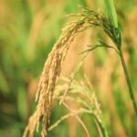Understanding Mini Rice Mill Plants: Benefits, Setup Costs, and Key Considerations for Small Scale Operations