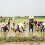 From Grain to Glory: The Journey of Rice Polishers and the Lives They Transform