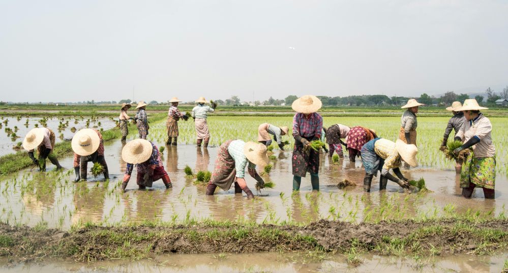 From Grain to Glory: The Journey of Rice Polishers and the Lives They Transform