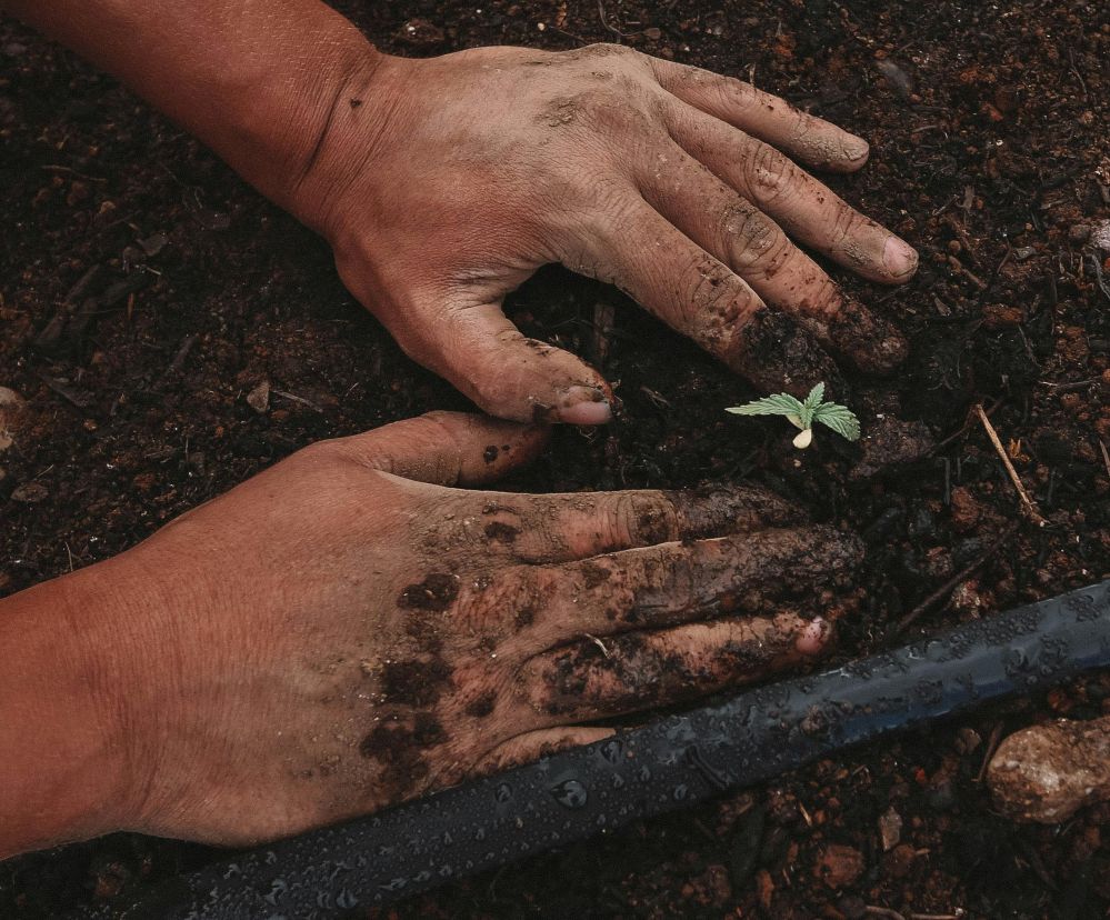 From Seed to Success: Rethinking Rice Processing as a Catalyst for Sustainable Agriculture