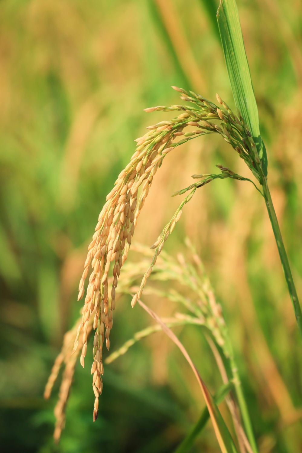 Unlocking Efficiency: A Comprehensive Guide to Mini Rice Mill Plants and Their Advantages