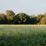 From Field to Fork: Redefining Rice Processing as the Key to Sustainable Food Security