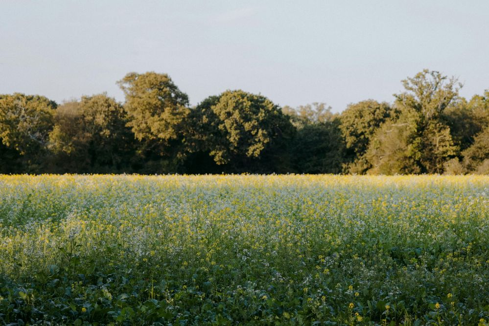 From Field to Fork: Redefining Rice Processing as the Key to Sustainable Food Security