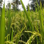 Exploring Mini Rice Mill Plants: Benefits, Costs, and Key Considerations for Small-Scale Rice Processing