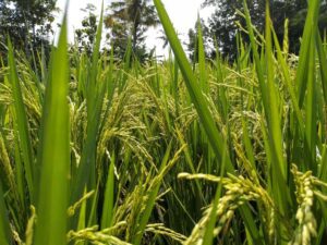 Home 17 Exploring Mini Rice Mill Plants: Benefits, Costs, and Key Considerations for Small-Scale Rice Processing