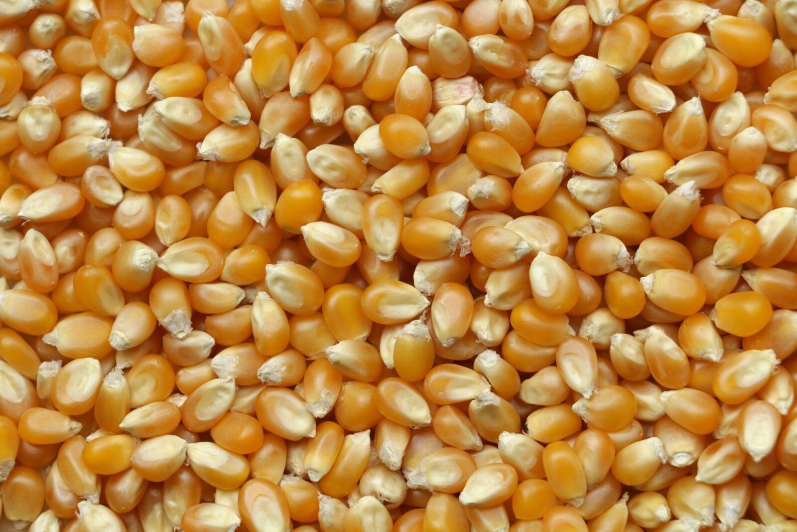 Optimizing Maize Milling Processes: Technical Specifications, Performance Comparisons, and Key Decision Factors for Enhanced Efficiency 1 Enhanced Extraction Dynamics in Maize Milling: A Technical Examination of Machinery and Material Interaction