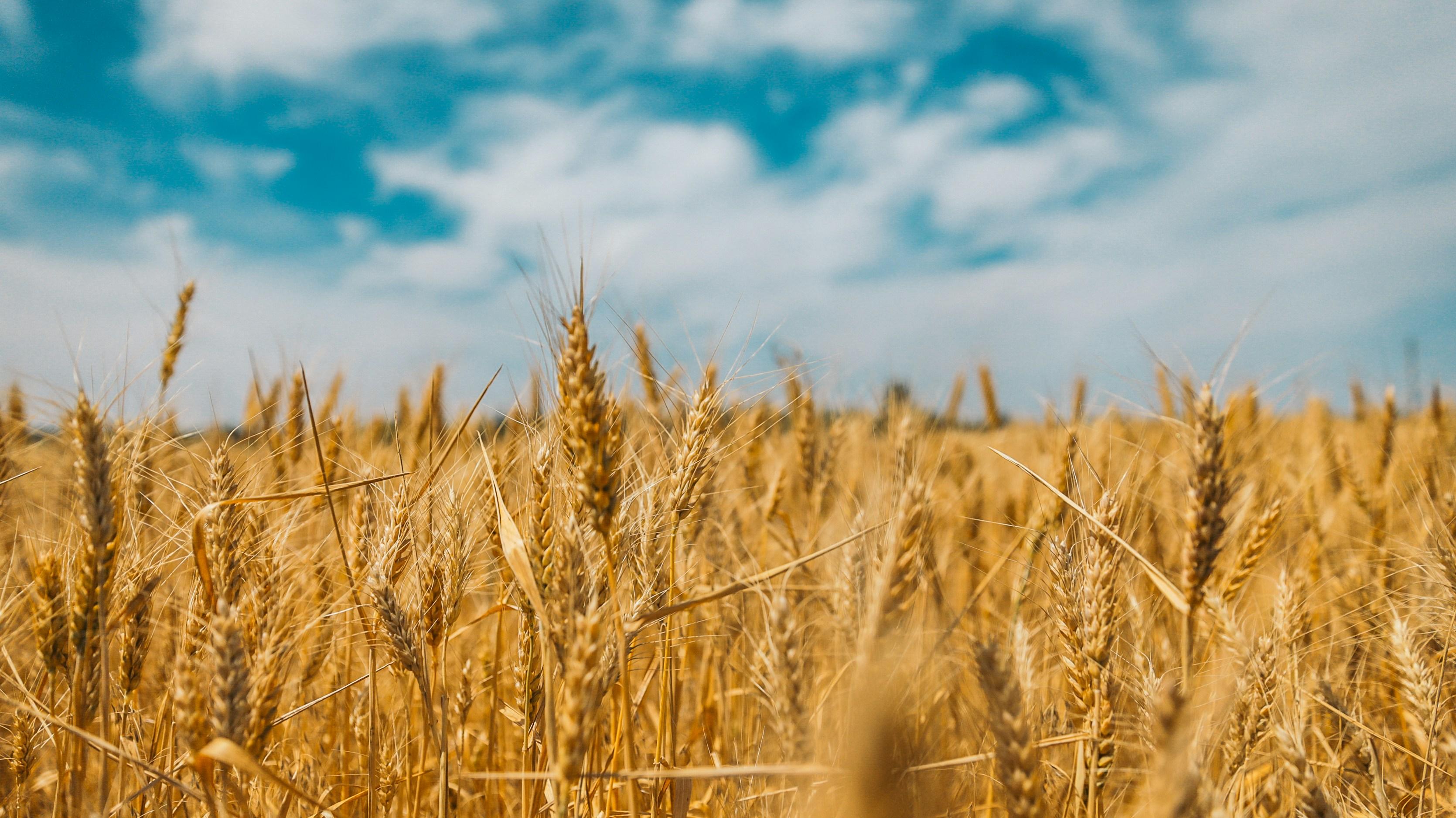 Maximize your ⁢Grain Yield: A Comprehensive Guide ⁤to Choosing and using Complete Rice Milling ⁣Machines for Optimal Efficiency