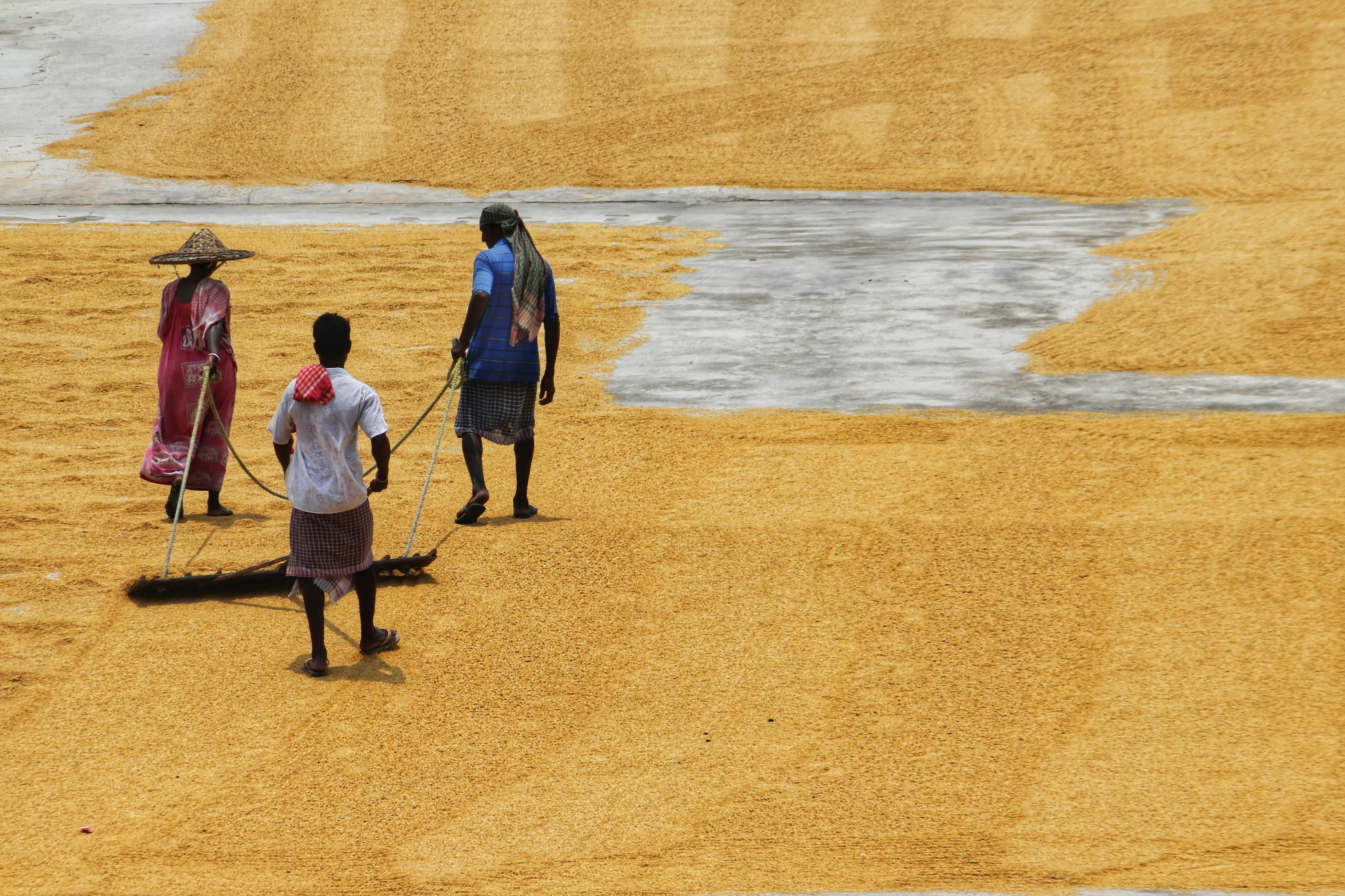 Navigating the Rice⁣ Mill Investment Terrain: Essential⁢ Factors for ⁤Success