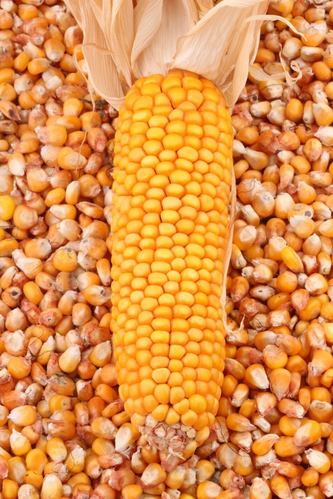Optimizing Maize Milling Processes: Technical Specifications, Performance Comparisons, and Key Decision Factors for Enhanced Efficiency 2 Comparative Performance Metrics in Maize Milling Technologies: Evaluating Efficiency Through Key Engineering Innovations