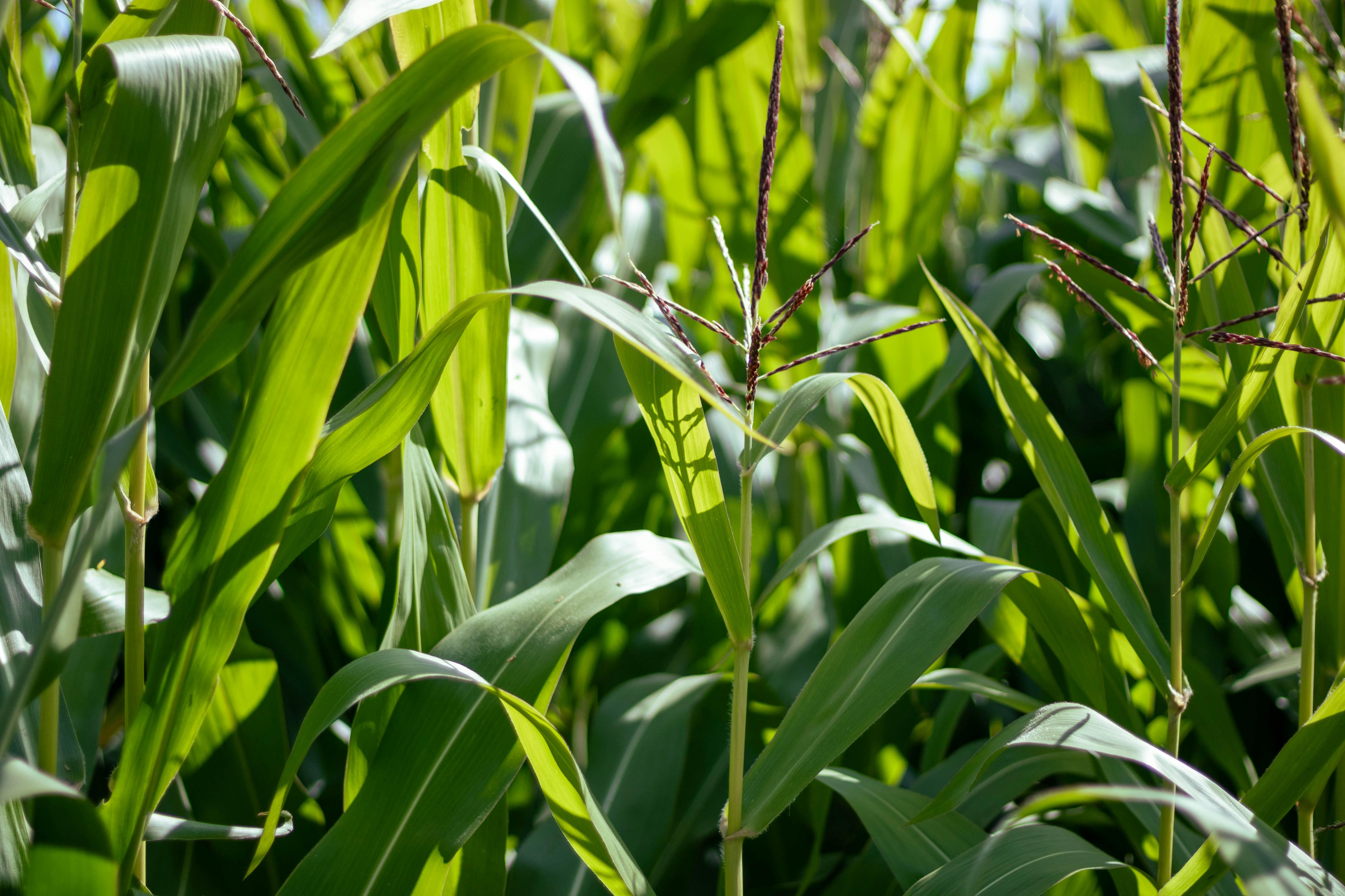 Navigating the Complexities of Maize Milling: Essential Decision-Making Factors for Optimal Performance and Sustainability