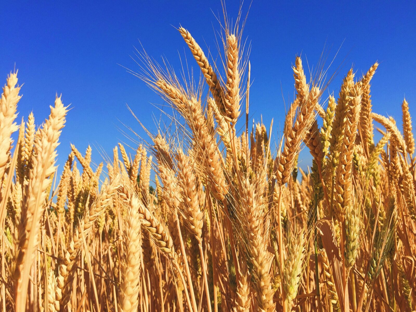 Maximize Your Yield: A Comprehensive Guide to Choosing and Operating Rice Milling Machines for Optimal Efficiency 1 maximizing Your Grain Yield: A Practical Guide to Choosing the Right Rice Milling Machine for Optimal Efficiency