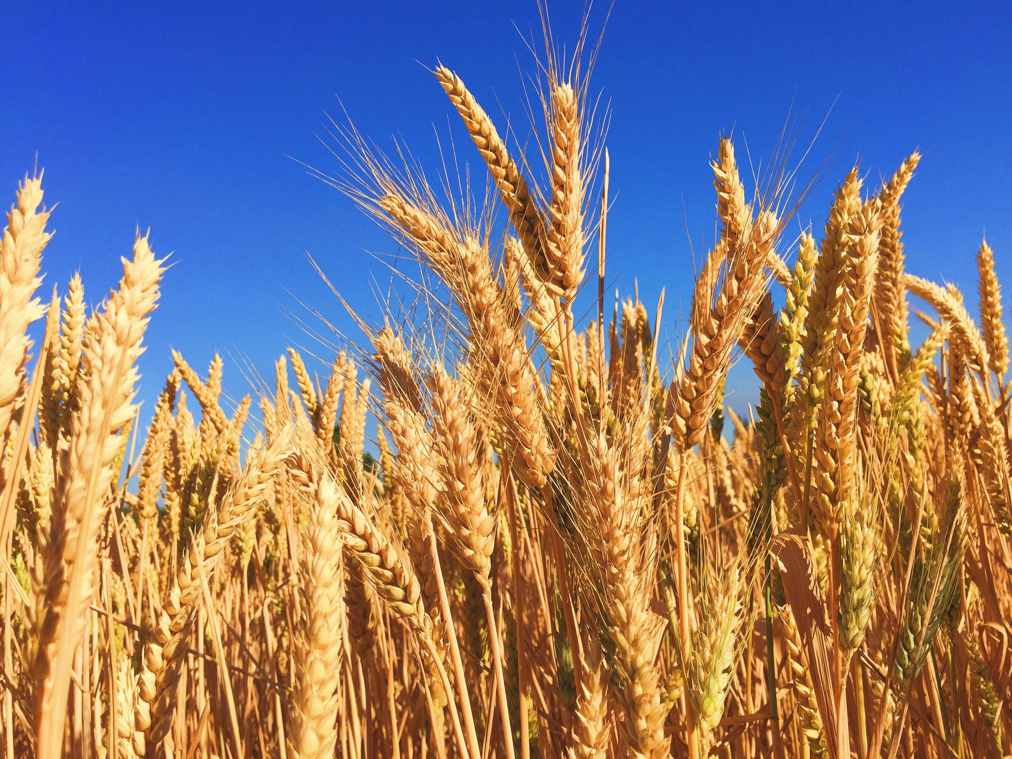 Maximize Your Yield: A Comprehensive Guide to Choosing and Operating Rice Milling Machines for Optimal Efficiency 1 maximizing Your Grain Yield: A Practical Guide to Choosing the Right Rice Milling Machine for Optimal Efficiency