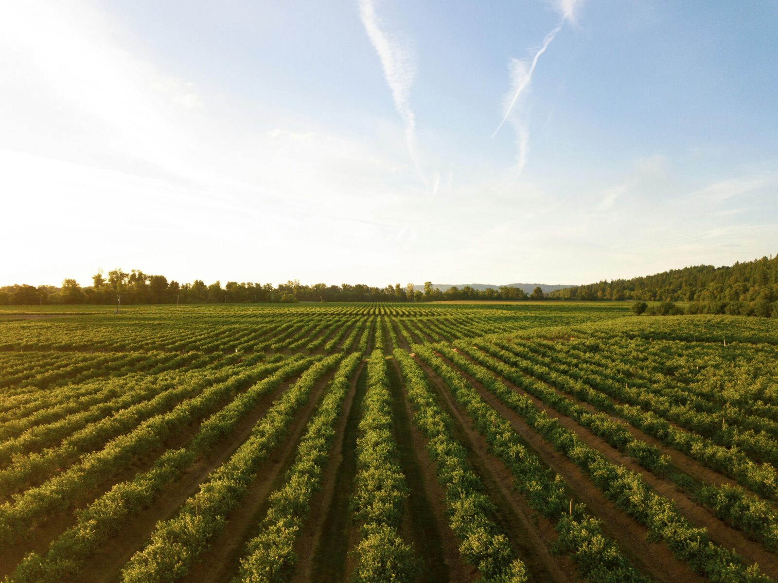 Beyond the Grain: How Innovative Rice Processing Equipment is Revolutionizing Sustainability and Profitability in Agriculture 1 Redefining Agricultural Futures: The Promises and Pitfalls of Advanced Rice Processing Technologies