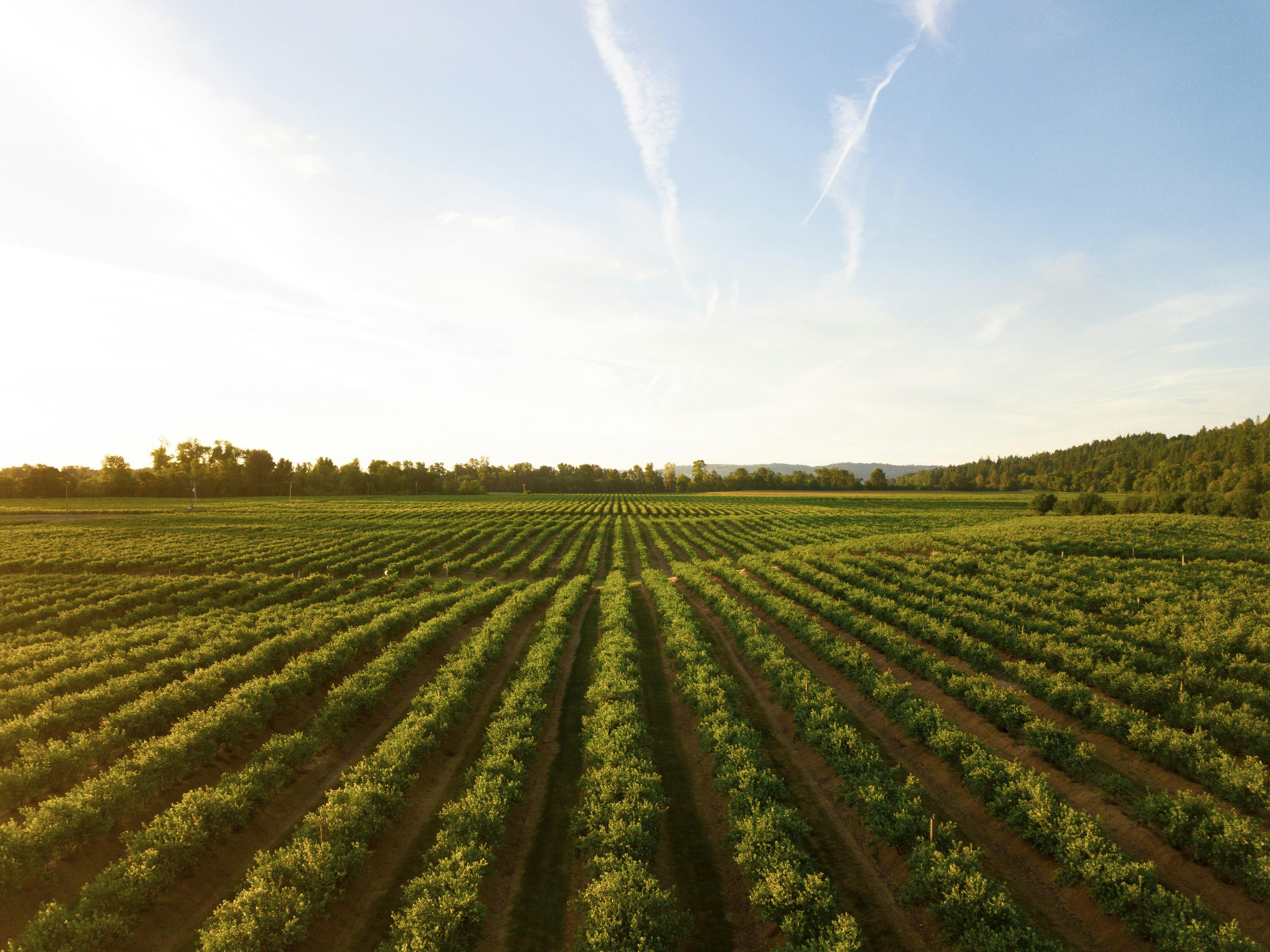 Beyond the Grain: How Innovative Rice Processing Equipment is Revolutionizing Sustainability and Profitability in Agriculture 1 Redefining Agricultural Futures: The Promises and Pitfalls of Advanced Rice Processing Technologies