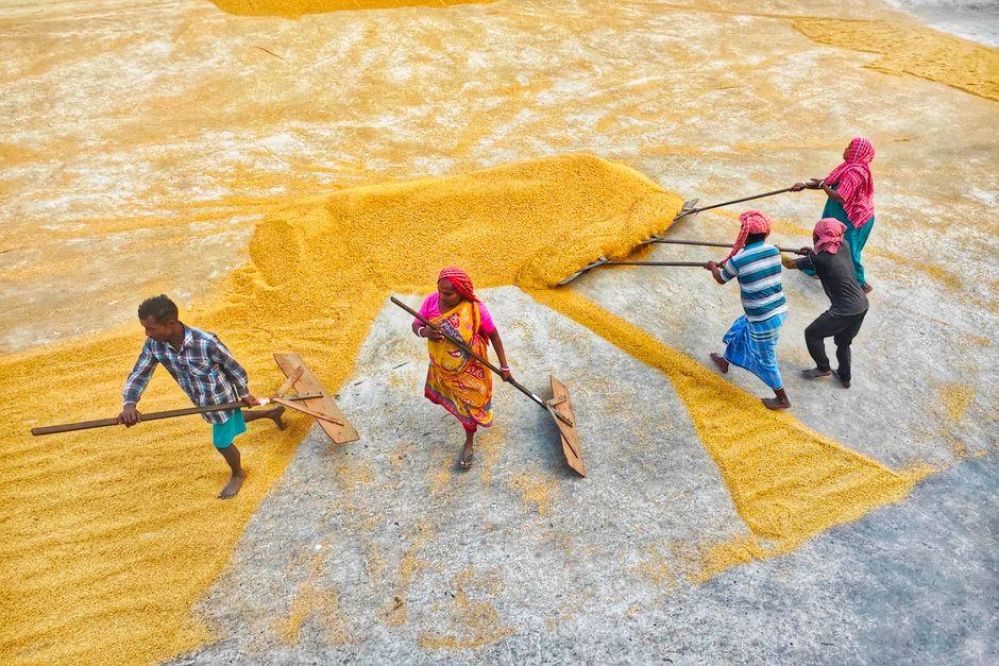 Top Rice Mills of 2023: A Comprehensive Guide to Choosing the Best Equipment for Optimal Grain Processing