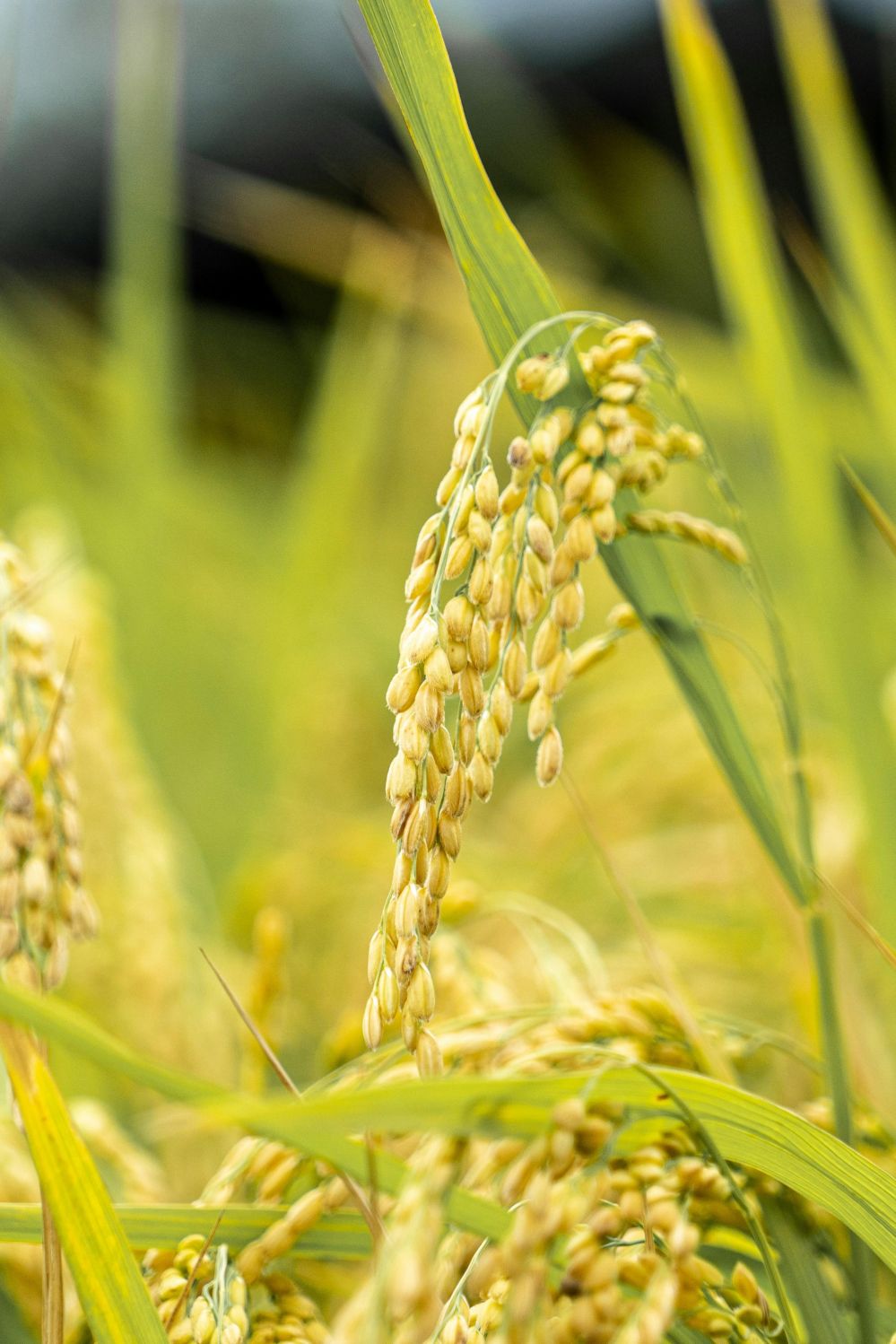 Unveiling the Grain: How Modern Rice Processing Plants are Redefining Sustainability and Profitability in Agriculture