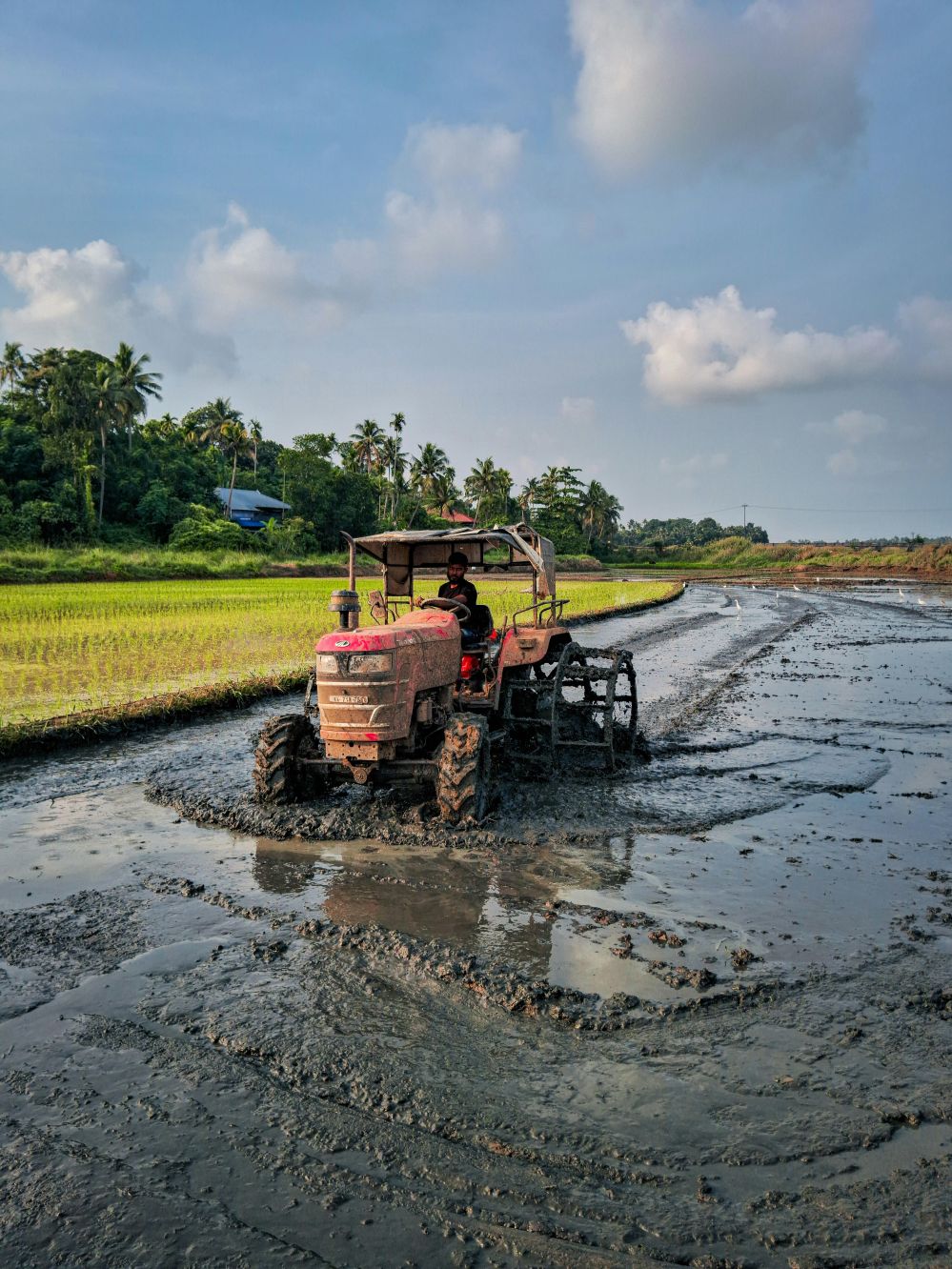 From Field to Feast: The Heartfelt Journey of Rice Machinery Transforming Lives and Landscapes