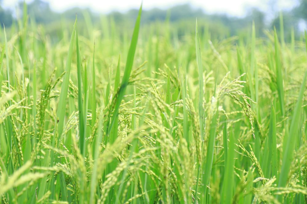Exploring Mini Rice Mill Plants: Benefits, Setup Guide, and Cost-Effective Solutions for Small-Scale Milling