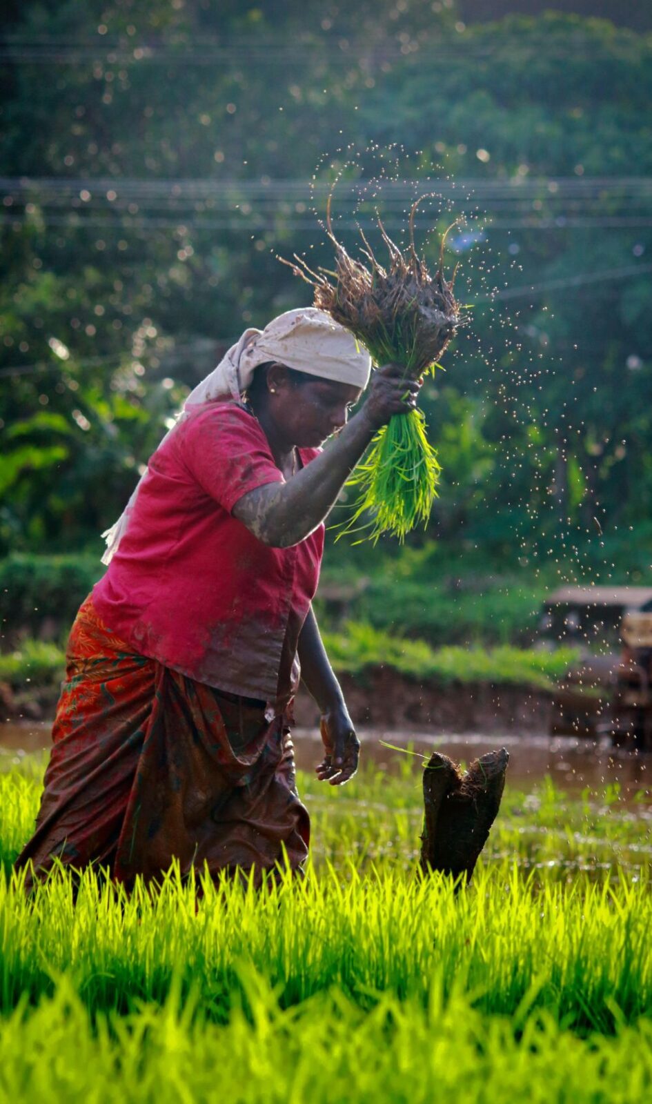 Optimizing Efficiency and Quality: A Comprehensive Analysis of Paddy Processing Unit Specifications, Performance Metrics, and Key Decision Factors