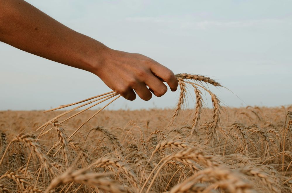 Maximize Your Harvest: A Comprehensive Guide to Selecting and Optimizing Rice Milling Machines for Increased Efficiency and Quality