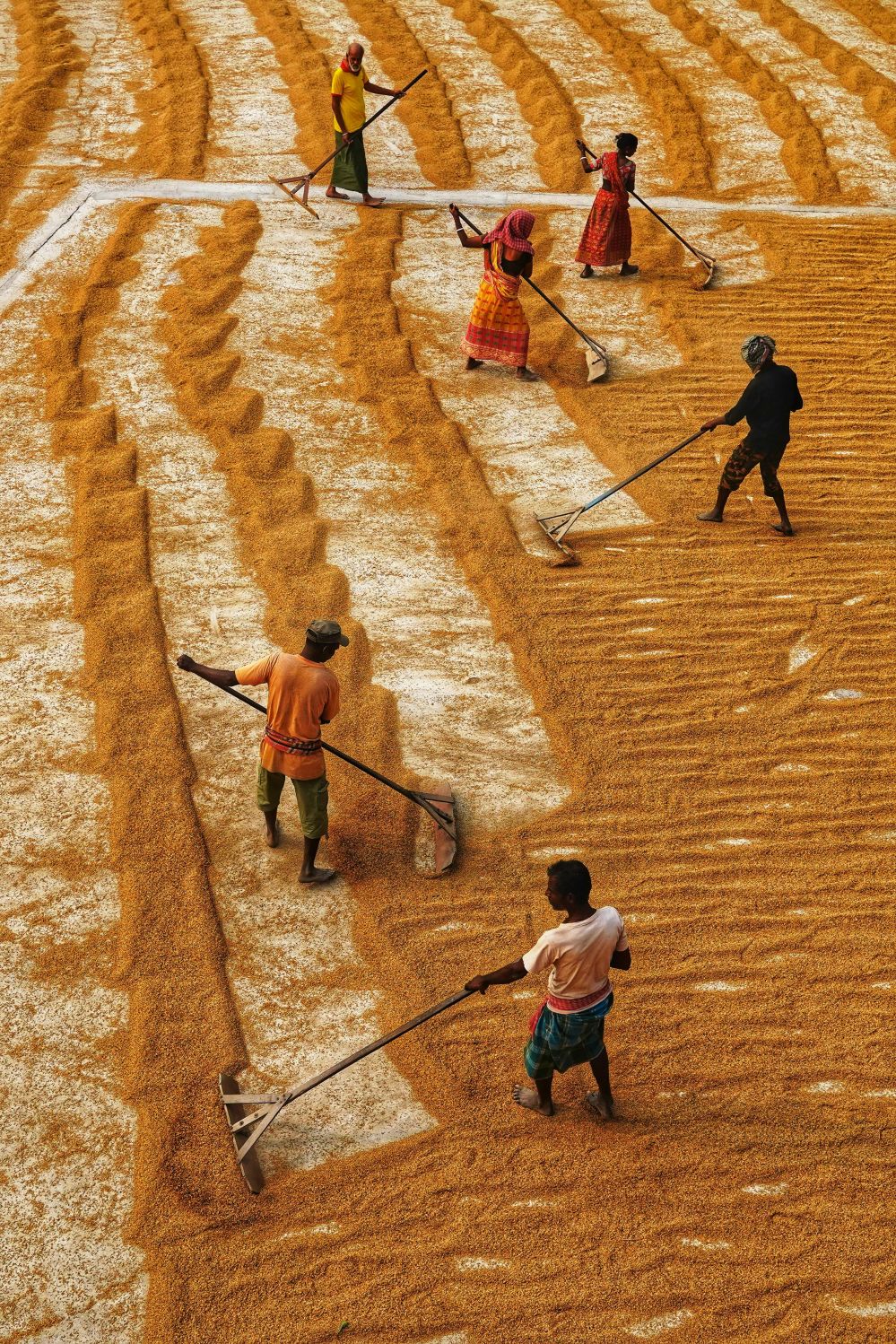 Optimizing Efficiency and Yield in Paddy Processing Plants: A Comprehensive Analysis of Technologies, Processes, and Performance Benchmarks