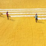 Understanding Combined Rice Mills: How Integrated Milling Processes Enhance Efficiency and Yield in Rice Production