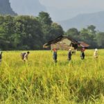 Optimizing Paddy Processing: A Technical Review of Precision Techniques, Performance Metrics, and Decision Factors in Rice Milling Operations
