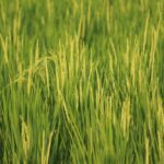 Beyond Grains: How Innovative Rice Processing Equipment is Redefining Quality and Sustainability in Modern Agriculture