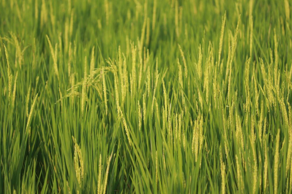 Beyond Grains: How Innovative Rice Processing Equipment is Redefining Quality and Sustainability in Modern Agriculture