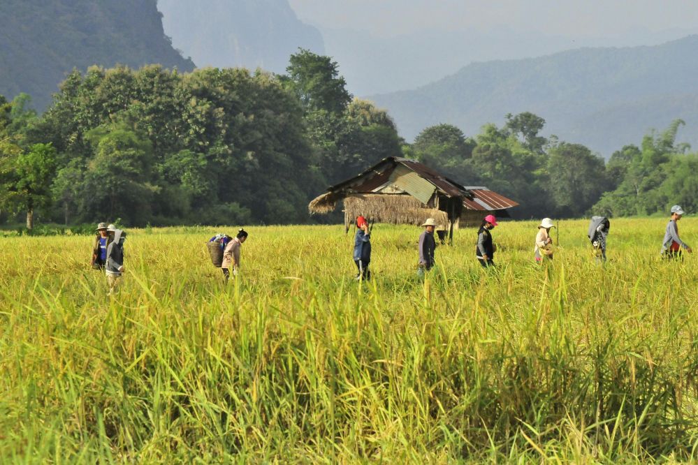 Optimizing Paddy Processing: An In-Depth Analysis of Techniques, Specifications, and Performance Metrics for Enhanced Efficiency and Quality