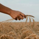 From Grain to Shine: The Journey of Jet Rice Polishers in Transforming Tradition into Modernity