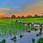 Optimizing Paddy Processing: A Technical Analysis of Methods, Performance Metrics, and Decision Factors for Enhanced Yield and Quality