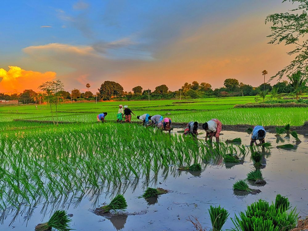 Optimizing Paddy Processing: A Technical Analysis of Methods, Performance Metrics, and Decision Factors for Enhanced Yield and Quality