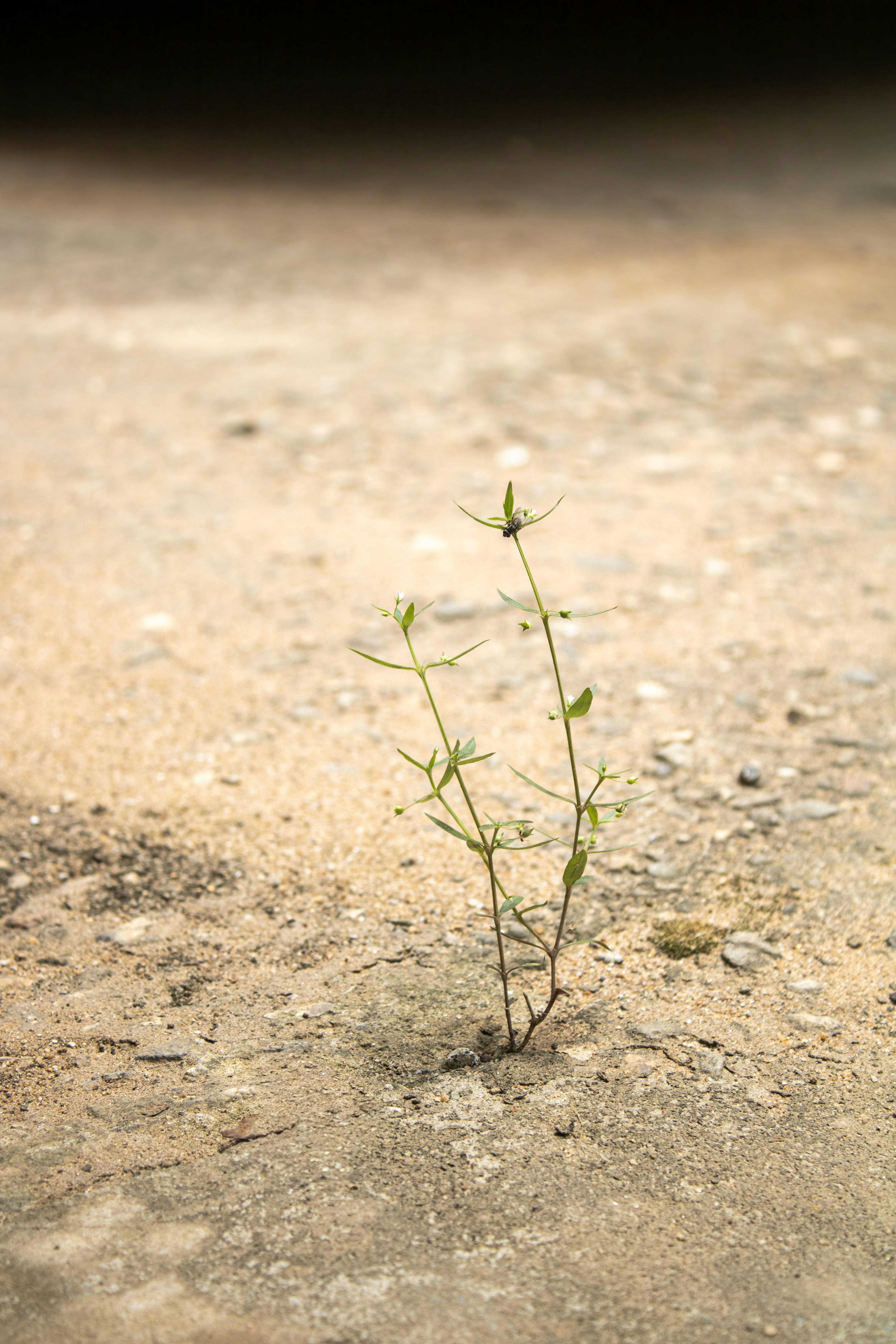 From Fields to Futures: The Heartfelt Journey of Rice Machinery in Transforming Generations of Farmers 2 Navigating Adversity: Stories of Resilience in the Heart of Rice Farming Communities