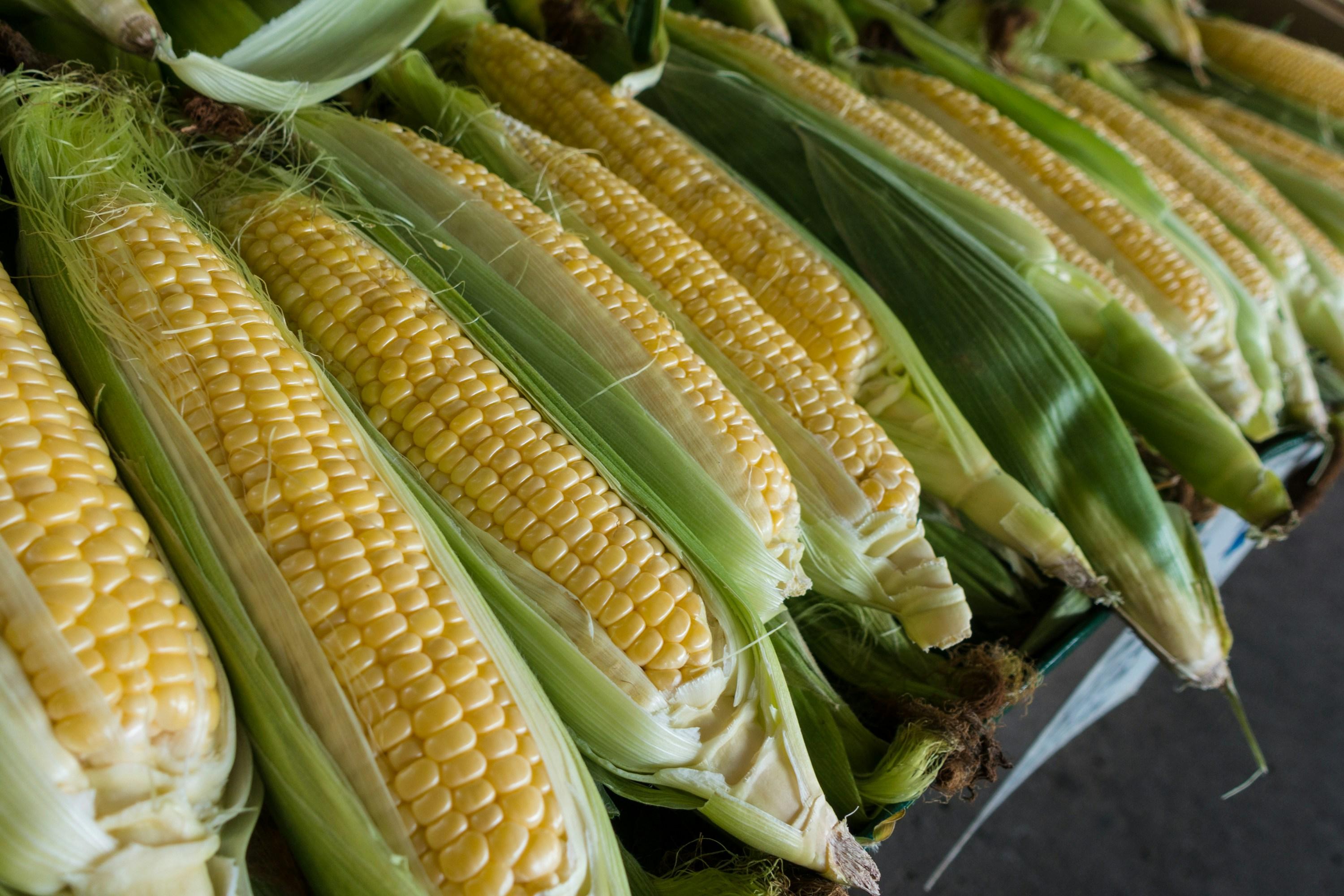 Quality Factors in Corn Processing: Understanding the Impact of Technological Advancements on End-Product Specifications